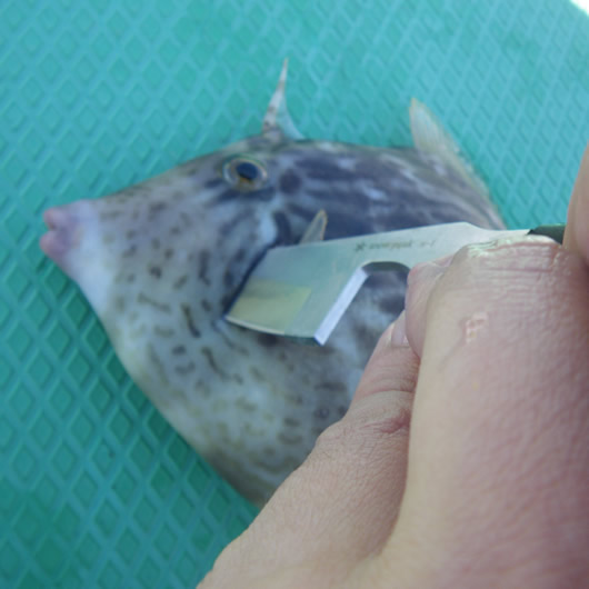 カワハギを美味しくいただく正しい締め方 血抜き カワハギの締め方 持ち帰り方講座