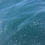 ボートカワハギ三浦半島、強風下のカワハギ釣り